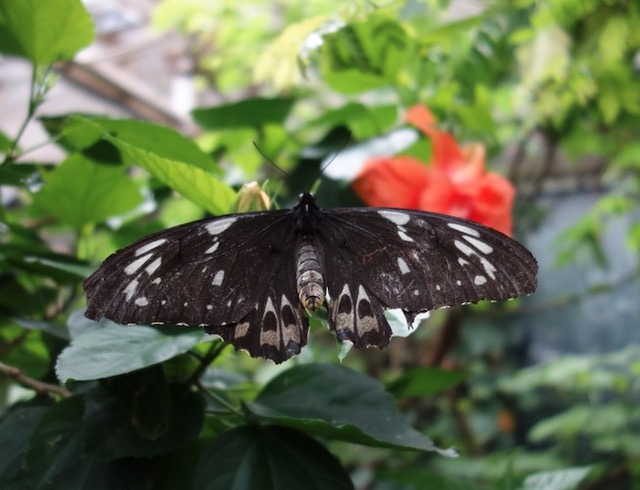 Butterfly Pavilion, Westminster, CO　ちょうちょ館